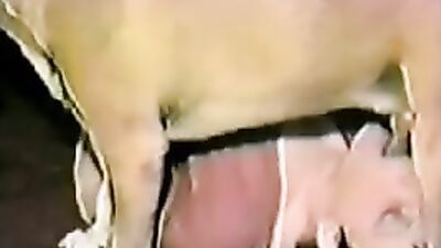 Girls 5 dogs: amatör zoo porn