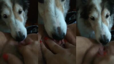 Bestiality games: tags bestiality