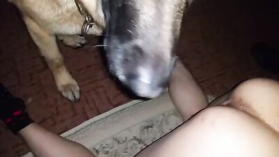 Art of zoo porno: sex dog gerl