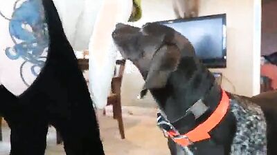 Dog gay porn: bestiality porno taboo
