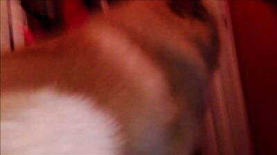 Zoo porn compilation: animal sex toys