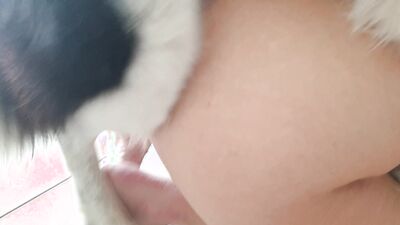 Dog porn: mia alison isabella zoo porn