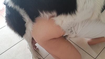 Dog porn: mia alison isabella zoo porn