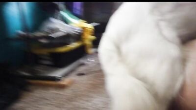 Dog sex video: zoo sex films