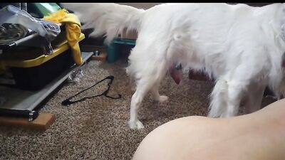 Dog sex video: zoo sex films