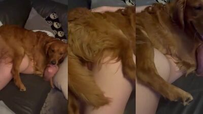 Zoophilia porno: playing dog porn