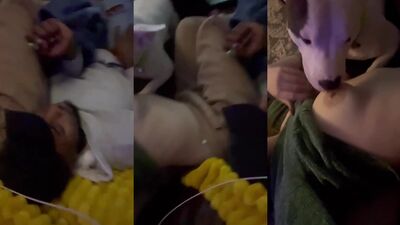 Zoo dog porn: dog sex compilation