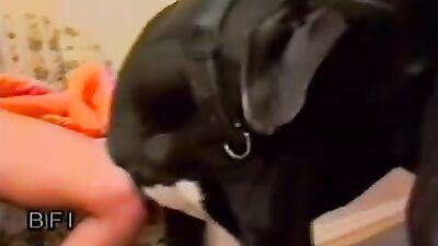 Zoo porno video: animals licking girl pussy porn