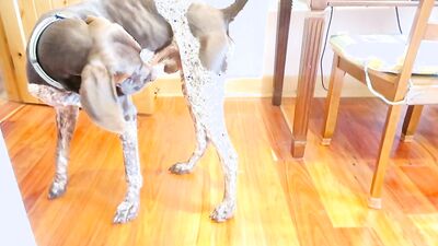 Dog sex girl: dog fuck girl ass 18
