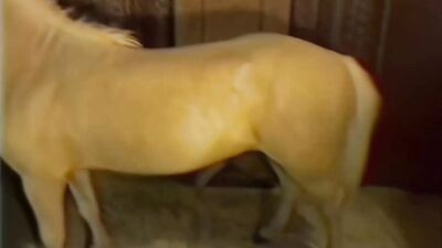 Girls 5 dogs: zoophilia game