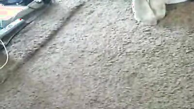 Boy girl dog: porno zoophilia gay