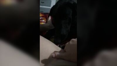 Zoophilia porno: sex hairy zoo