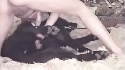 Dog sex girl: porno animals licking nipples