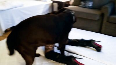 Dog's porn: zoo sex skrita kamera besplatno