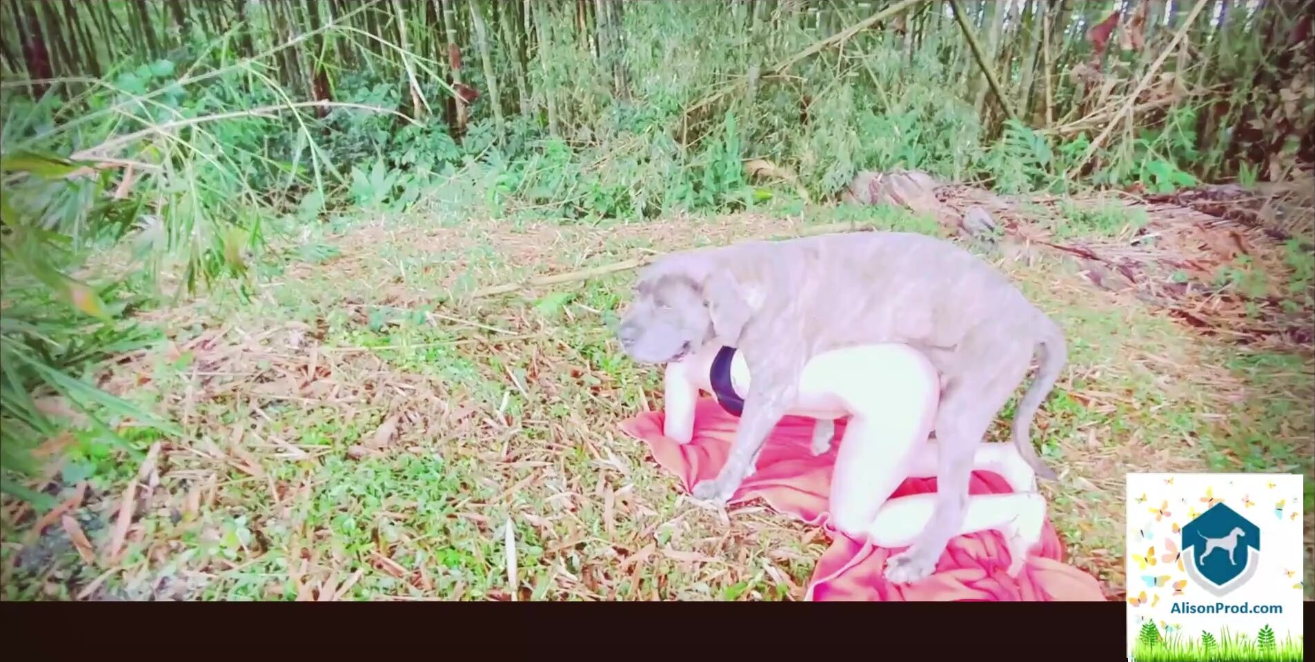 Dog teen girls: sex dog full