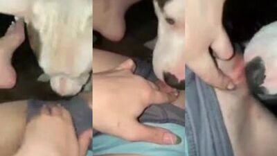 Zoo dog sex: zoo porn beautiful