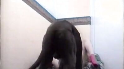 Zoo porno video: anal animal sex