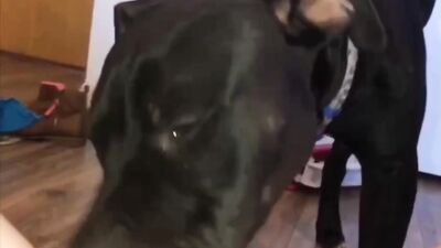 Dog sex video: cartoon animal porn