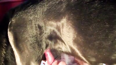 3d zoo porn: dogging group sex