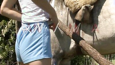 Zoophilia porno: gay zoo video porn