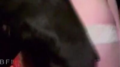 Animal cross porn: team dog sex
