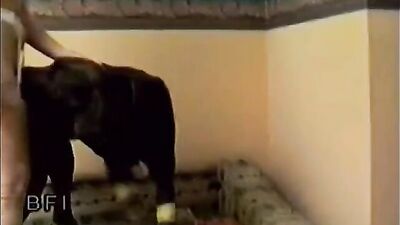 Animal sex video: girls and dogs zoo