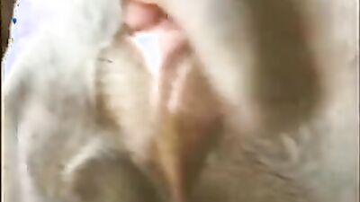 Zoo porn girls: vintage dog porn