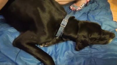 Zoo fucking porn: bestiality anal dog