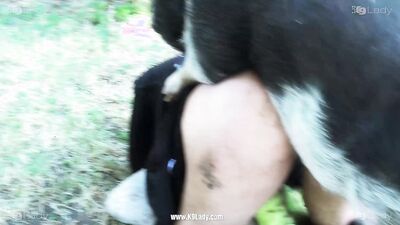 Gay zoo porn: big ass bestiality hentai