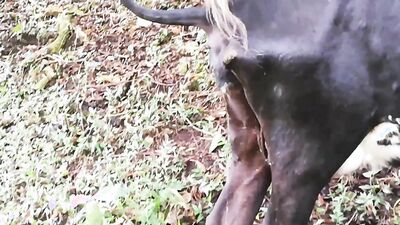 Zoo porno video: dog fucking girls anime