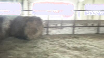Zoophilia porn: mature dog sex