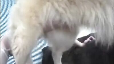 Zoo porno video: ultimate dogs fucking girls compilation