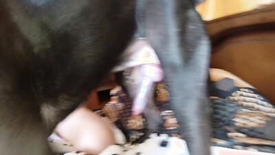 Animal cross porn: russian zoo sex video