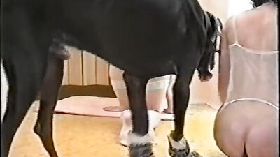 3d dog sex: lama sex zoo porno