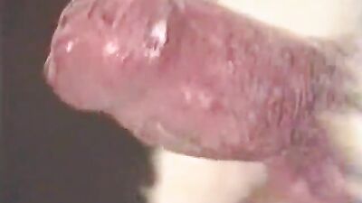 Bestiality porno: real animals sex tubes
