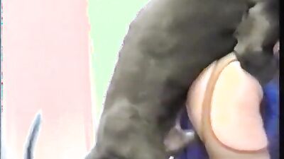 Art of zoo: zoo porn mare orgasm