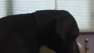 Zoo porno video: hidden cam dog sex