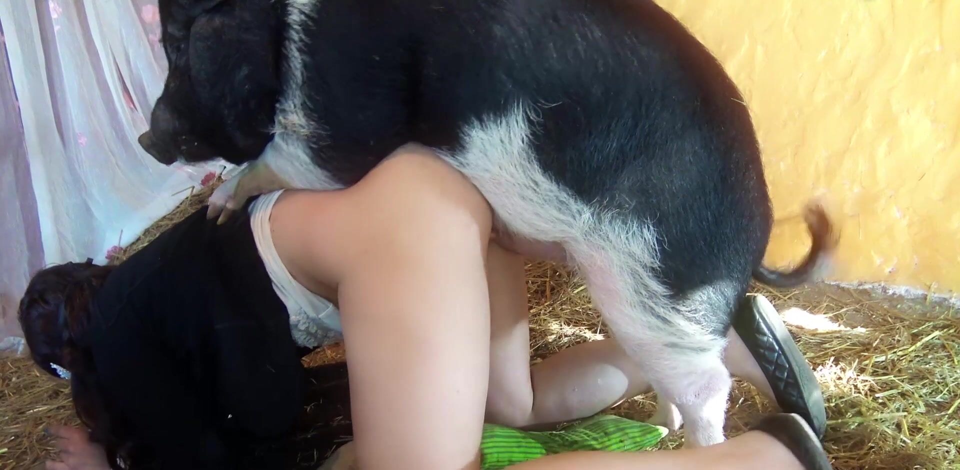 Dog sex porn: bokep sex animal hidden camera