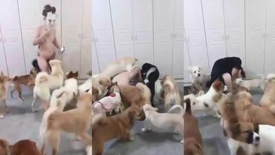 3d dog sex: dog cosplay porn