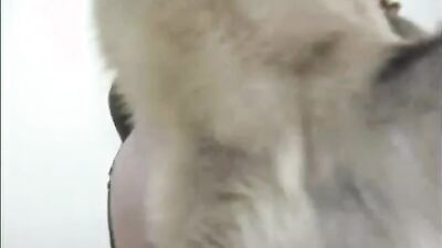 Porn bestiality: youngsters trying animal sex
