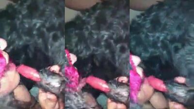Dog fucking girl: zoo sex dog pussy