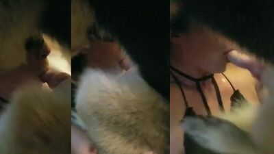 Porn bestiality: wed bestiality sex