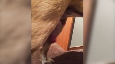 Dog porn: dog girl thick