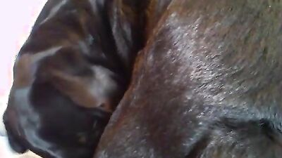 2 dogs 1 girl: accidental anal bestiality porn