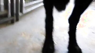 Girl dog video: zoo dog fuck video