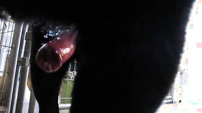 Girl dog video: zoo dog fuck video