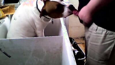 Bestiality sex id: dog orgasm porn