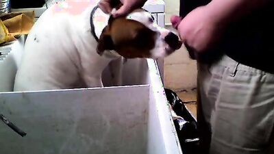 Bestiality sex id: dog orgasm porn