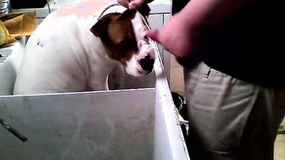 Bestiality sex id: dog orgasm porn