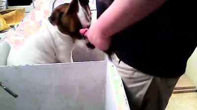 Bestiality sex id: dog orgasm porn